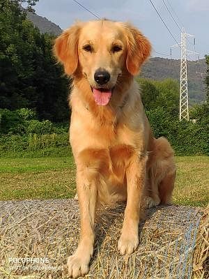 Golden Retriever Cani Annunci Animali Trovacuccioli Com Gratis Cani Gatti