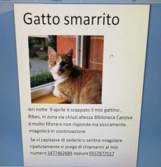 annunci di gatti smarriti