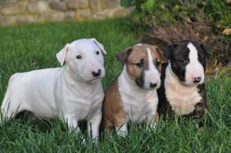 Bull Terrier Cani Annunci Animali Trovacuccioli Com Gratis Cani Gatti